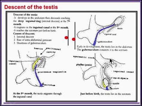 when should testes descend